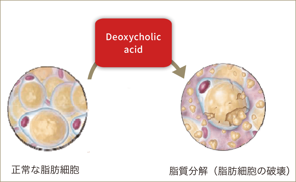 デオキシコール酸による脂質分解のイメージ
